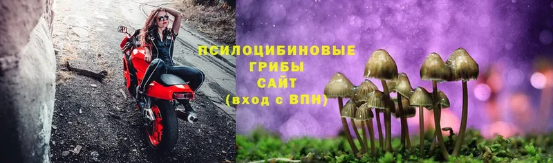 купить закладку  Калуга  Псилоцибиновые грибы Cubensis 